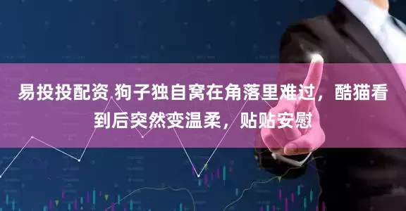 易投投配资 狗子独自窝在角落里难过，酷猫看到后突然变温柔，贴贴安慰